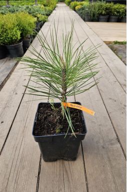 Сосна черная Молетте (Molette)