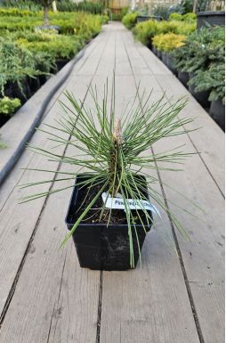 Сосна черная Шольц (Scholz)