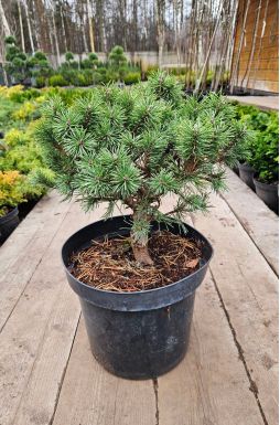 Сосна горная Мопс (Mops)