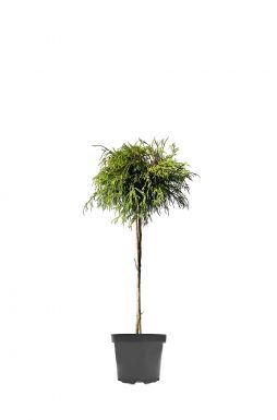 Кипарисовик горохоплодный Санголд на штамбе (Sungold Pa)