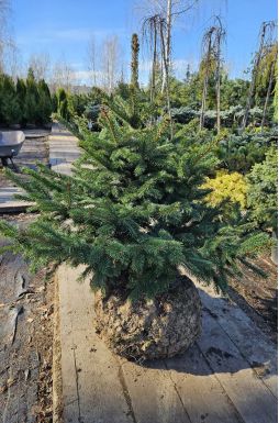 Ель колючая Глаука (Glauca)