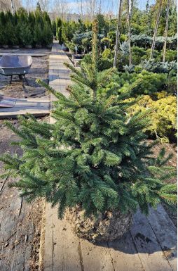 Ель колючая Глаука (Glauca)