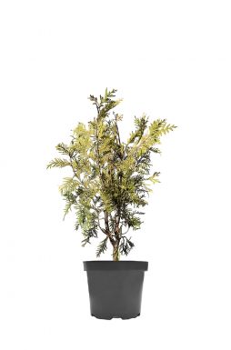 Туя западная Магдалена (Magdalena)