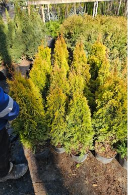 Туя западная Голден Смарагд (Golden smaragd)