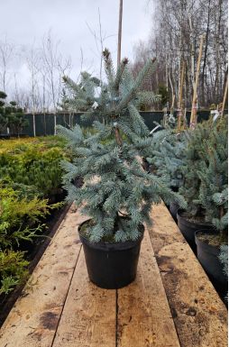 Ель колючая Костер (Koster)