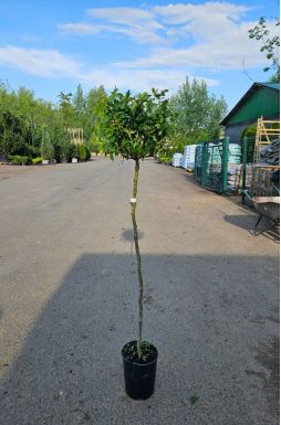 Роза штамбовая в ассортименте