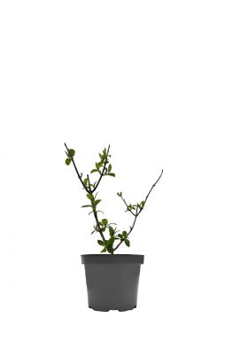 Гортензия метельчатая Даймонд Руж (Diamand Rouge)