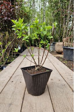 Гортензия метельчатая Пинки Промис (Pinky Promise)