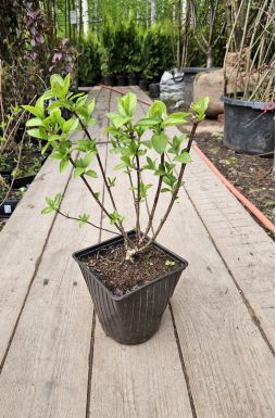 Гортензия метельчатая Пинки Промис (Pinky Promise)