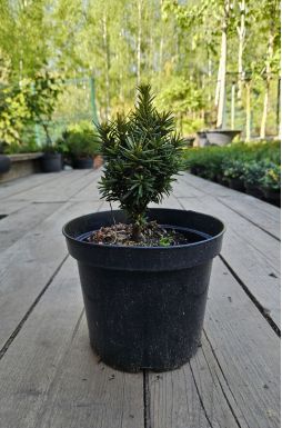 Тис ягодный Давид (David)