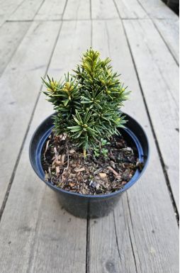 Тис ягодный Давид (David)