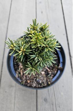 Тис ягодный Давид (David)