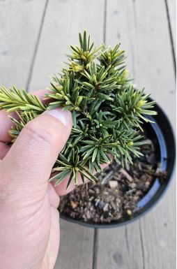 Тис ягодный Давид (David)