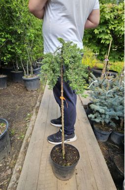 Можжевельник прибрежный Эмеральд Сиа на штамбе (Emerald sea Pa)