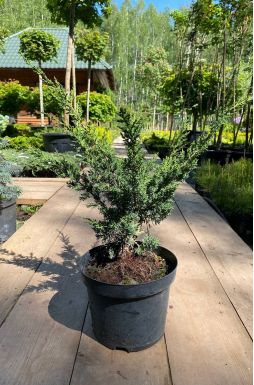 Можжевельник китайский Блаув (Blaauw)