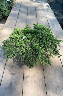 Можжевельник обыкновенный Гринмантл (Greenmantle)