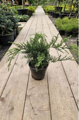 Можжевельник казацкий Кнап Хилл (Knap Hill)