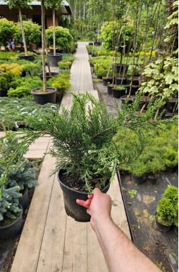 Можжевельник казацкий Кнап Хилл (Knap Hill)