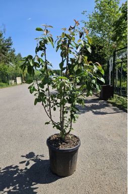 Яблоня Ред Харт (Red Heart)