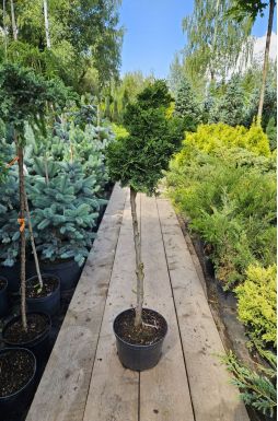 Кипарисовик тупой Грацилис на штамбе (Gracilis Pa)