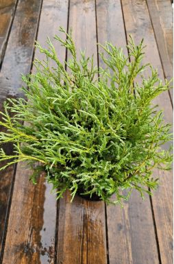 Туя западная Мистер Боулинг Болл (Mr bowling ball)