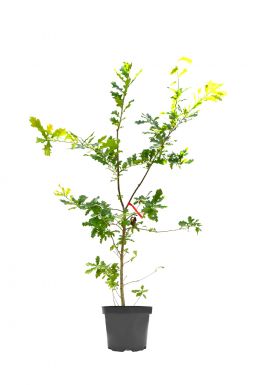 Дуб красный (Rubrum)