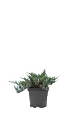 Можжевельник горизонтальный Блю Чип (Blue chip)