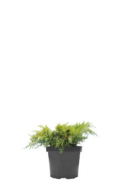 Можжевельник средний Голд Стар (Gold star)