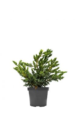 Можжевельник китайский Блю Альпс (Blue аlps)