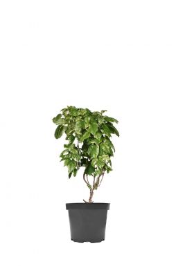 Схизофрагма японская Бёрст оф Лайт (Burst of light)