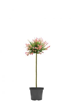 Ива цельнолистная Хакуро Нишики на штамбе (Hakuro-Nishiki Pa)