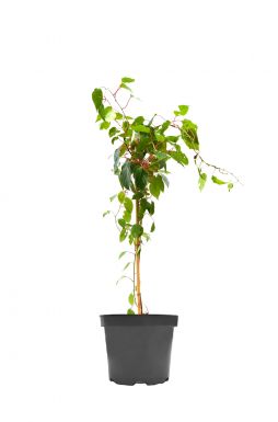 Актинидия острая Вейки (Weiki)