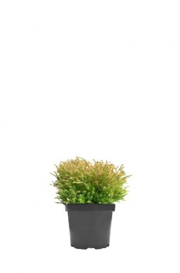 Туя западная Голден Таффет (Golden Tuffet)