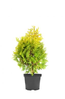 Туя западная Санкист (Sunkist)