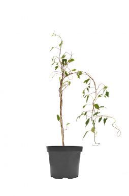 Жимолость приморская Хойнув Фрагрант Клауд (Fragrant cloud Chojnow)