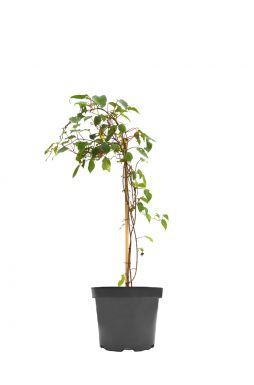 Клематис Даймонд Болл (Diamond Ball)