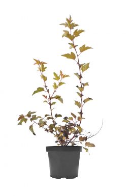 Пузыреплодник калинолистный Диабло д'Ор Миндиа (Diable d'Or Mindia)