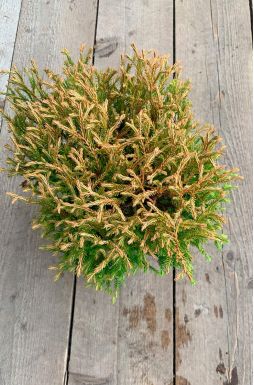 Туя западная Голден Таффет (Golden Tuffet)