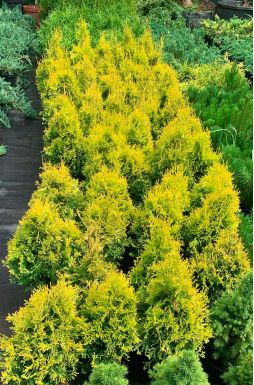 Туя западная Голден Анна (Golden Anna)