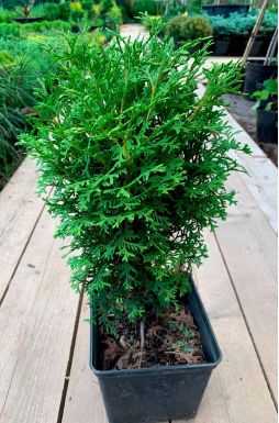 Туя западная Тини Тим (Tini tim)