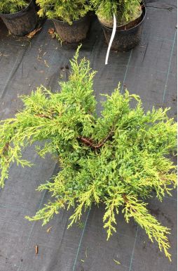 Можжевельник средний Голд Киссен (Golden kissen)